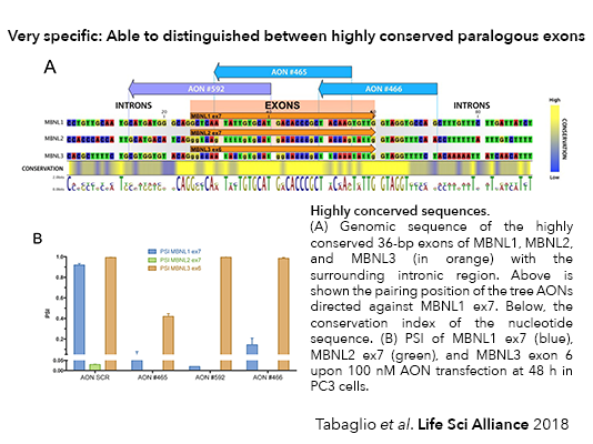 Tabaglio et al